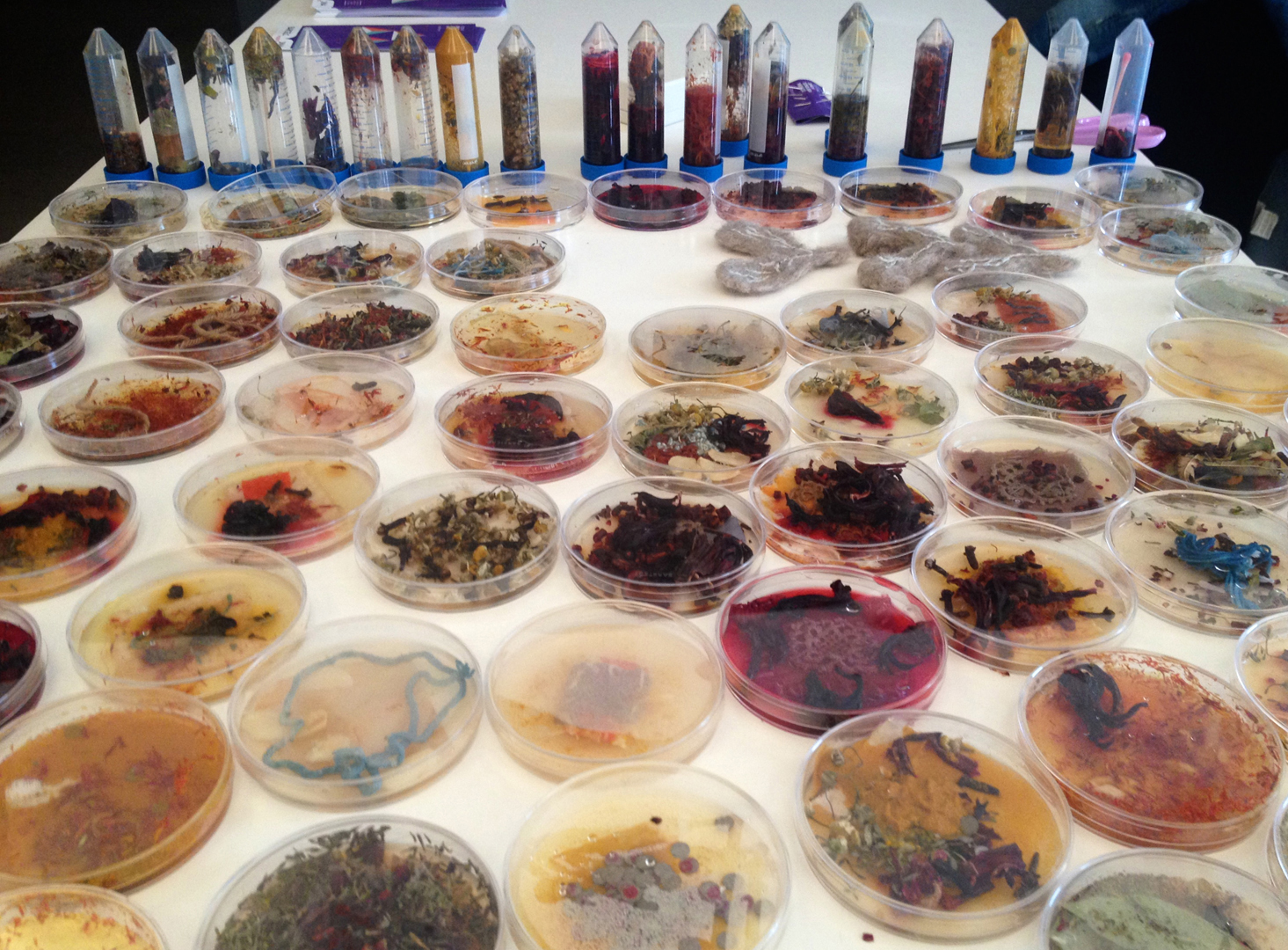 ©, Anna Dumitriu, The Institute of Unnecessary Research Meets The Egyptian Bioart Club