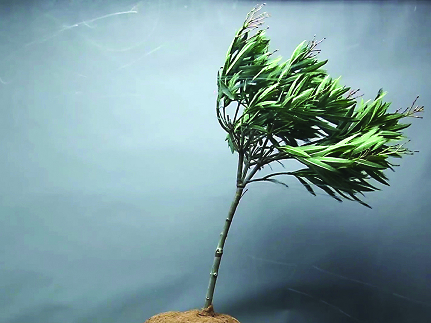 ©2015, Élène Tremblay, Effects of the Wind on a Small Tree