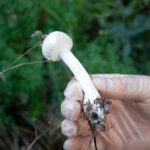 2023 Schuh Mycelium Garden